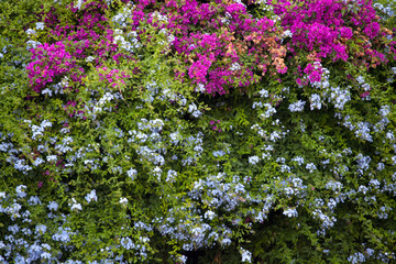 Obraz premium flowers in the garden