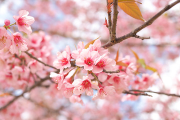 Wild himalayan cherry blossoms in spring season, Pink sakura flower for the background
