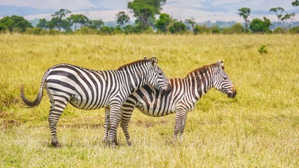 Fototapeta na wymiar Plains Zebra (Equus burchelli), subspecies Boehm's zebra, in Kenya.