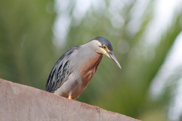 Pássaro