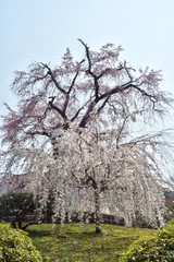 Fototapeta premium 円山公園の枝垂れ桜