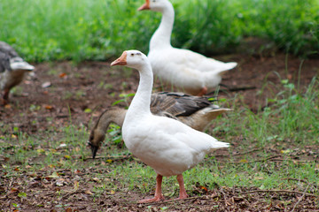 Obraz premium Ganso