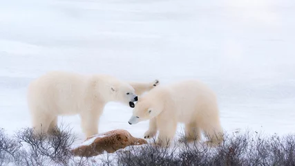 Wandaufkleber Two wild polar bears sparring in Churchill, Canada © Cheryl Ramalho