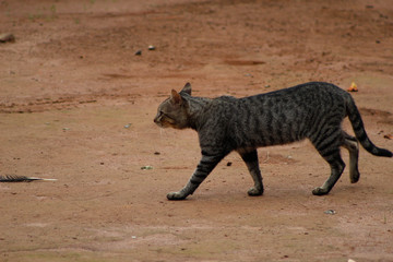 Gato