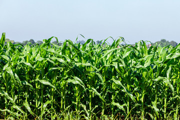 Plantation corn (Zea mays), is a well-known cereal grown in much of the world. Corn is extensively used as a human food or animal feed due to its nutritional qualities.