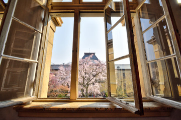 京都府庁の桜