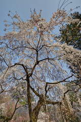 京都御苑の桜