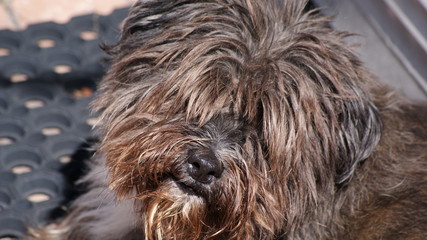 Naklejka na ściany i meble portrait of a dog cairn terrier closeup