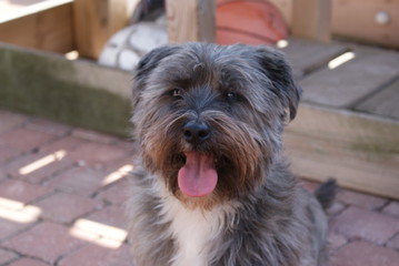 portrait of a young cairn terrier dog in garden looking left and panting