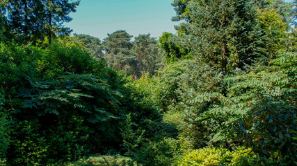 Fototapeta premium rural landscape in mountains with trees in summer landscape
