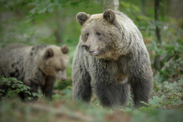 Large mother brown bear with cub