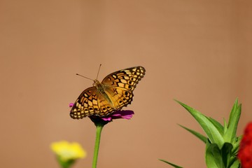 Copper