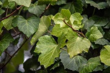  green ivy leaves with green colors and autumn branches, leaves and summer nature