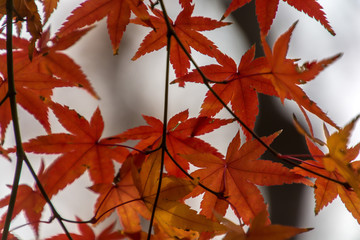 Autumn leaves in the Japanese old temple