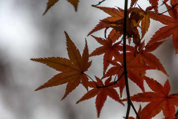Autumn leaves in the Japanese old temple