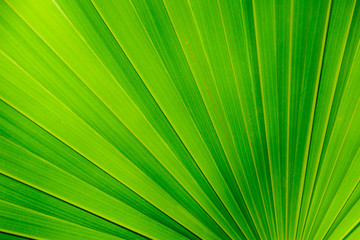 Close up exotic green leaf texture background.