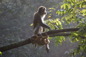 Monkeys in tree