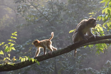 monkeys in tree