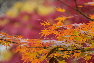Autumn leaves in the Japanese old temple