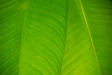 Close up green leaf texture background.