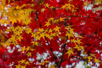 Autumn leaves in the Japanese old temple