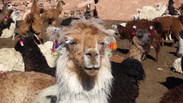 Llamas in the Salar de Uyuni - Bolivia
