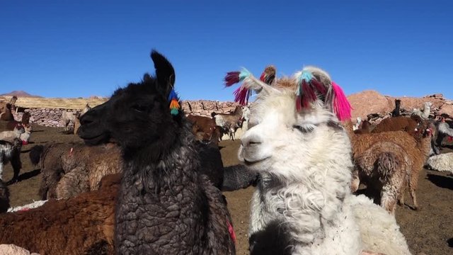 Llamas in the Salar de Uyuni - Bolivia