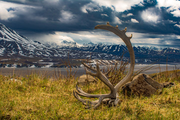 Antlers in Alaska