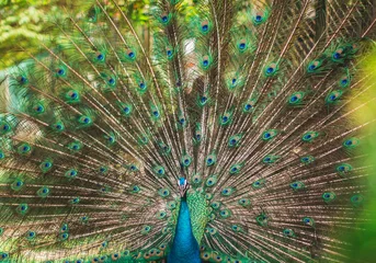 Fotobehang peacock with feathers out © RAHMAN