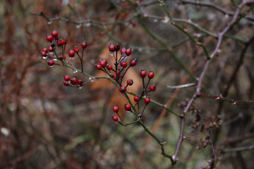 holly Christmas berries