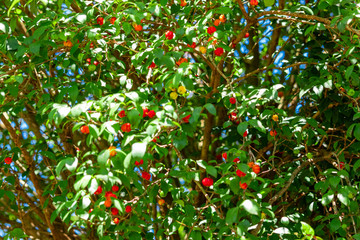Pitanga (eugenia uniflora) is the fruit of pitangueira, dicotyledonous of the family of mirtaceae. It has the shape of globose fleshy balls, red, orange, yellow or black. 