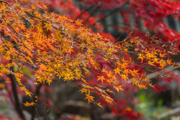 Autumn leaves in the Japanese old temple