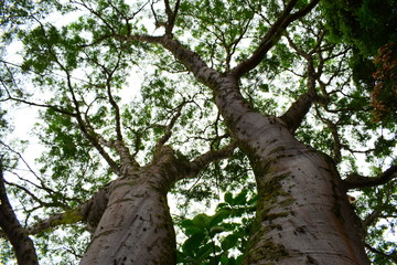 &Aacute;rbol