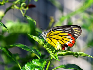 Thai Breed Moth On a green tree