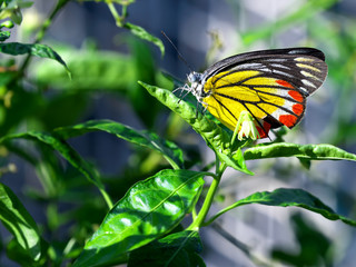 Thai Breed Moth On a green tree