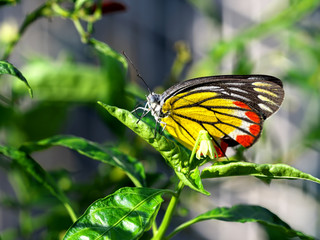 Thai Breed Moth On a green tree