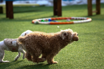 Fototapeta premium Happy puppies in a private playground