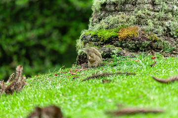 Squirrel (Sciurus aestuans) eating Araucaria pine nut on green lawn in the middle of the forest.