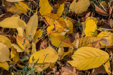 Autumn leaves in the Japanese old temple