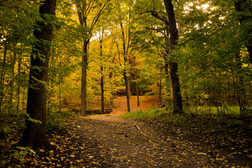 Obraz premium autumn in the forest