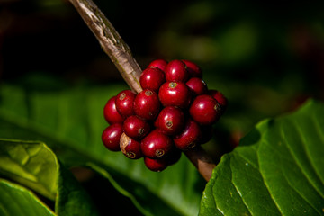ripe cherries on the tree