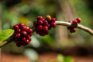 red coffee berries with green leaves in background