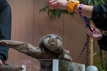 コツメカワウソ