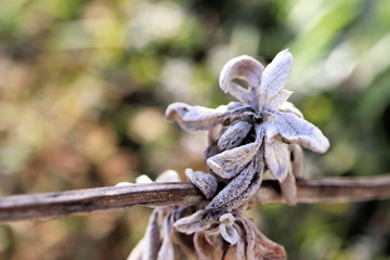 Wilted lambs ear in winter