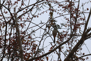 Bird in a tree with berries