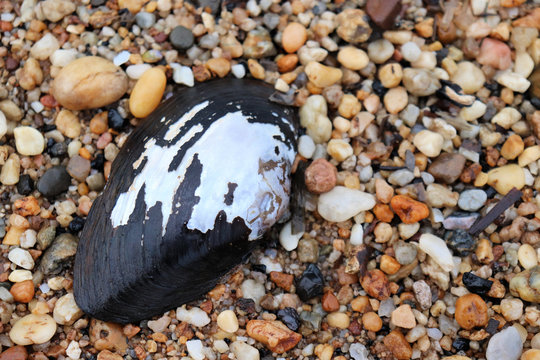 Shell surrounded by pebbles