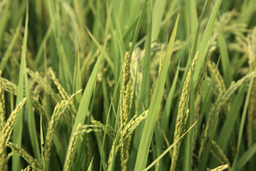 Fototapeta na wymiar rice paddy.Grain by grain,Summer green rice fields.