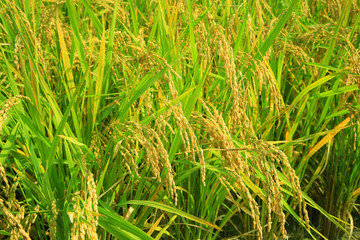 rice paddy.Grain by grain, fully ripened rice filled the golden field.