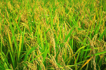 rice paddy.Grain by grain, fully ripened rice filled the golden field.