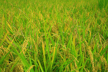 rice paddy.Grain by grain, fully ripened rice filled the golden field.